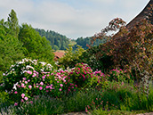 Alte Rosen im Rosa- und Karmintönen